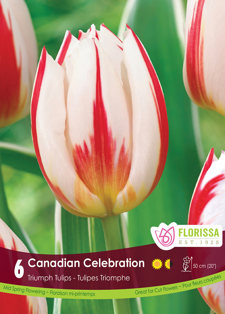 TULIP CANADIAN CELEBRATION TRI