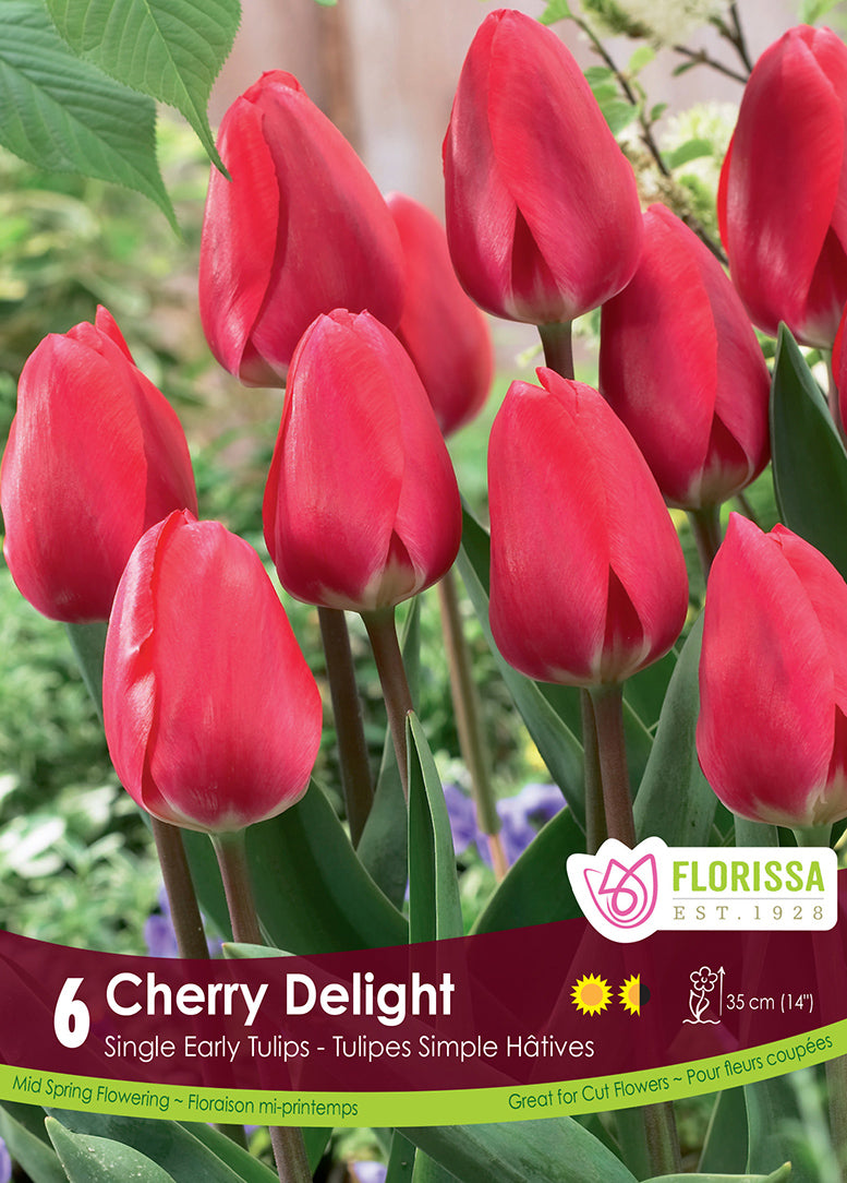 TULIP CHERRY DELIGHT SINGLE EA