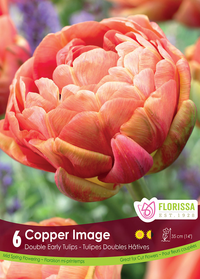 TULIP COPPER IMAGE DOUBLE EARL