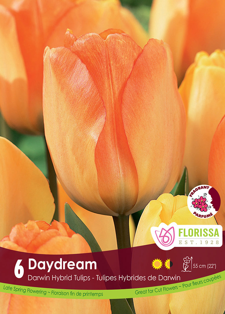TULIP DAYDREAM DARWIN HYBRID