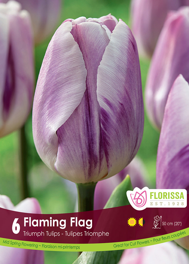 TULIP FLAMING FLAG TRIUMPH