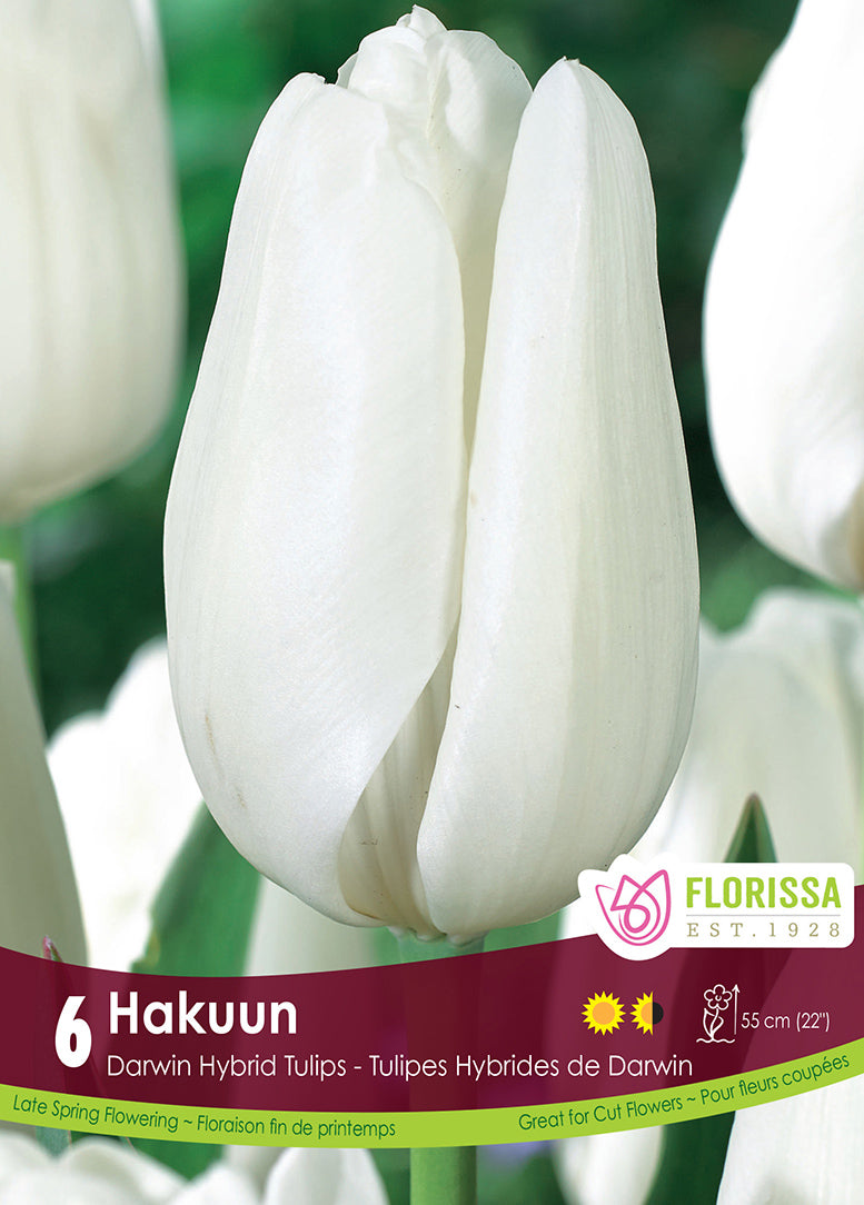 TULIP HAKUUN DARWIN HYBRID