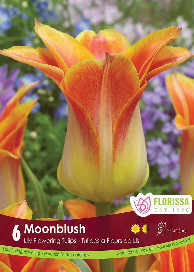 TULIP MOONBLUSH