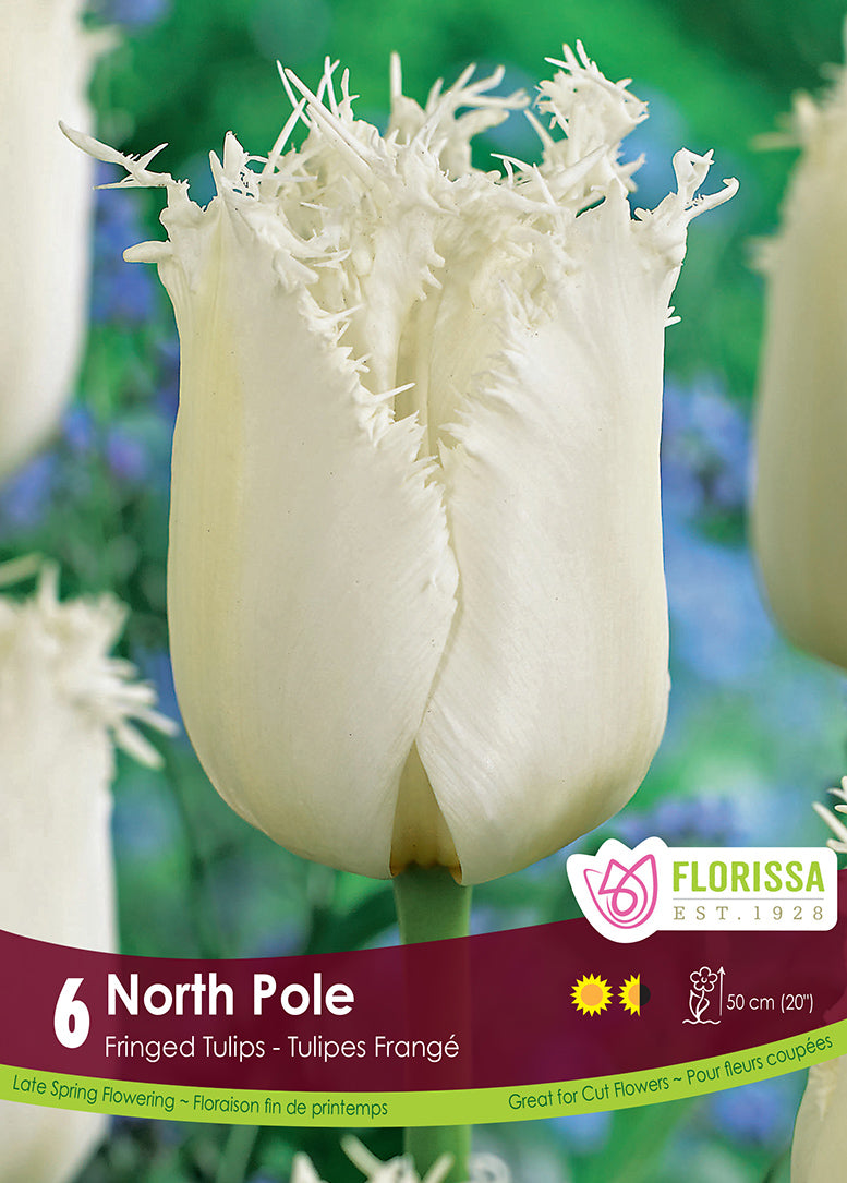 TULIP NORTH POLE