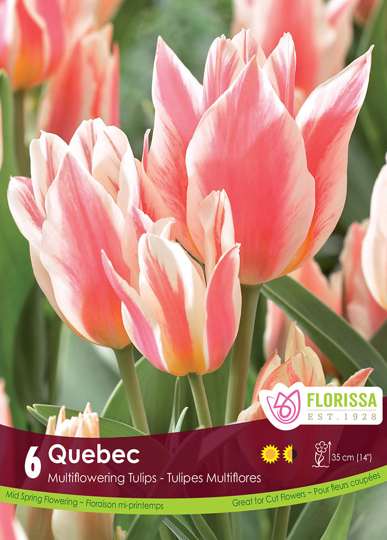 TULIPE QUÉBEC BOUQUET EN FLEUR