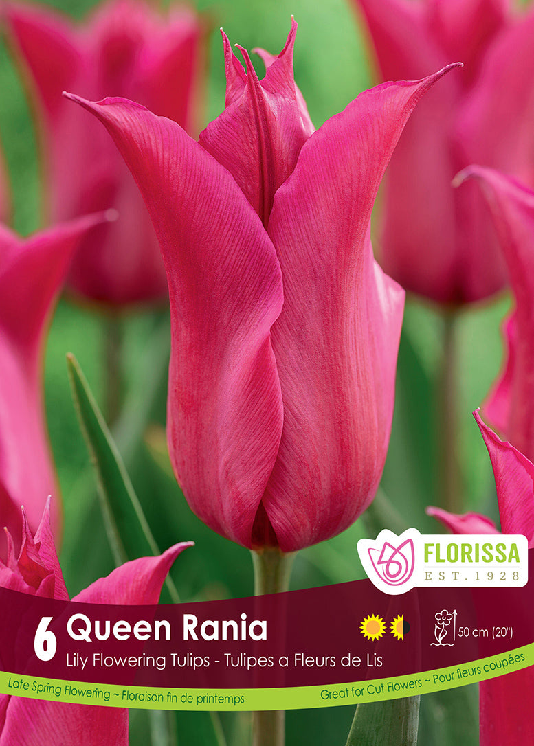 TULIP QUEEN RANIA