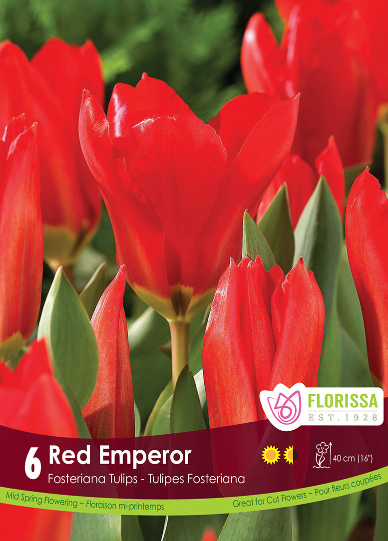 TULIP RED EMPEROR FOSTÉRIENNE