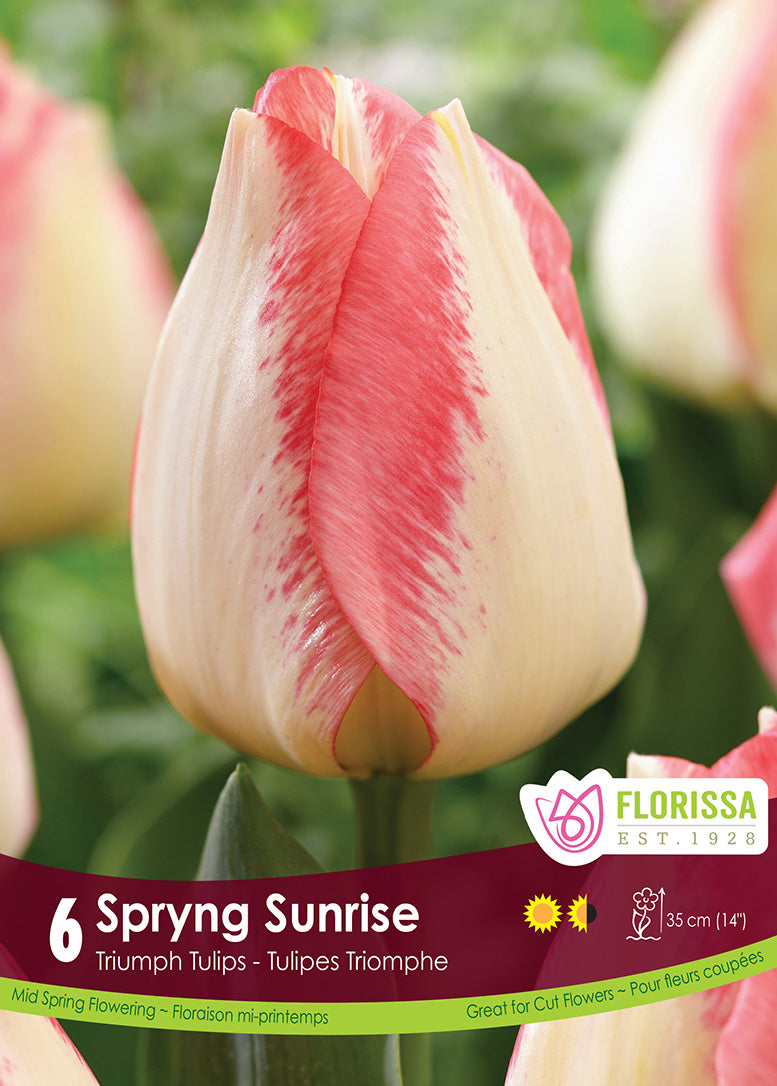 TULIP SPRYNG SUNRISE TRIUMPH