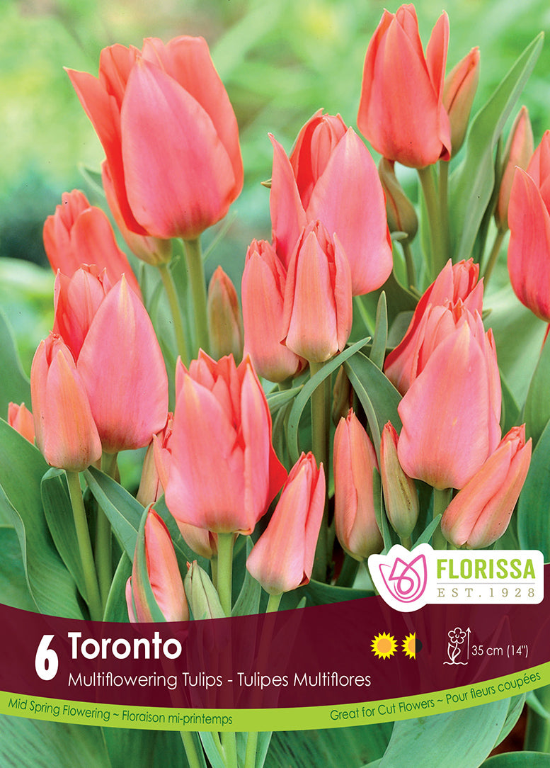 TULIP TORONTO