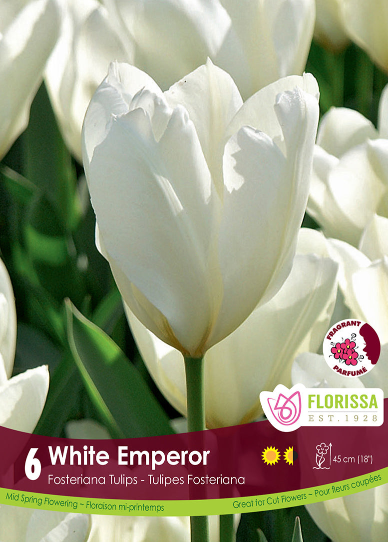 TULIP WHITE EMPEROR FOSTERIANA