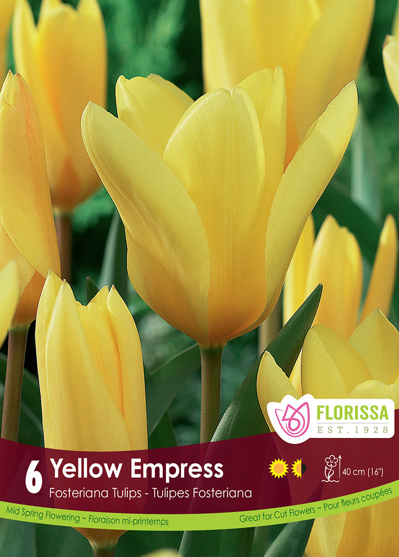 TULIP YELLOW EMPRESS FOSTERIAN