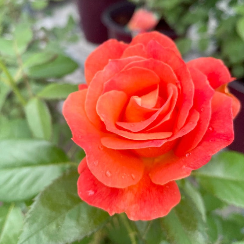 ROSE FLORIBUNDA LIVIN' EASY