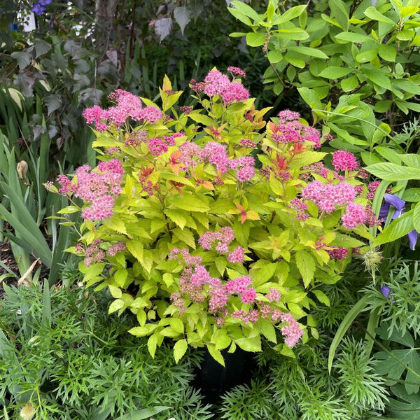 SPIREA MAGIC CARPET