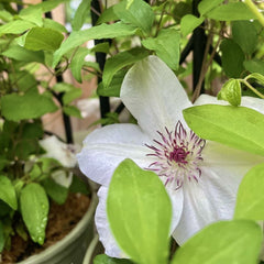 CLEMATIS MISS BATEMAN