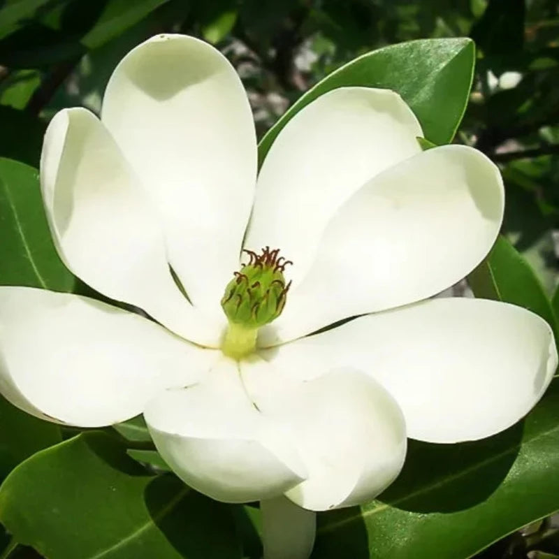 MAGNOLIA MOONGLOW