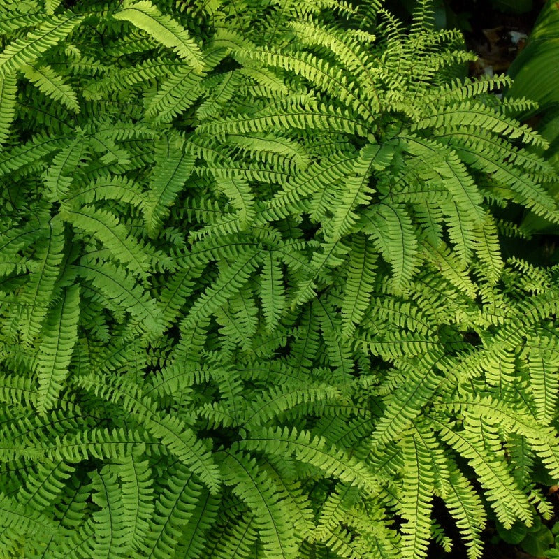 ADIANTUM PEDATUM