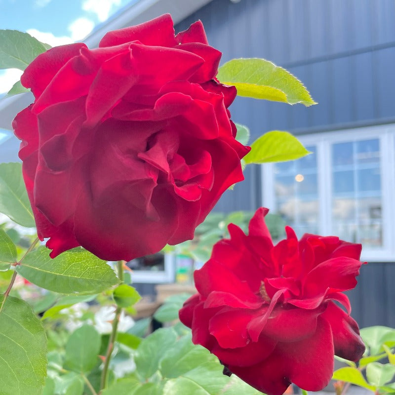 ROSE HYBRID TEA OLYMPIAD