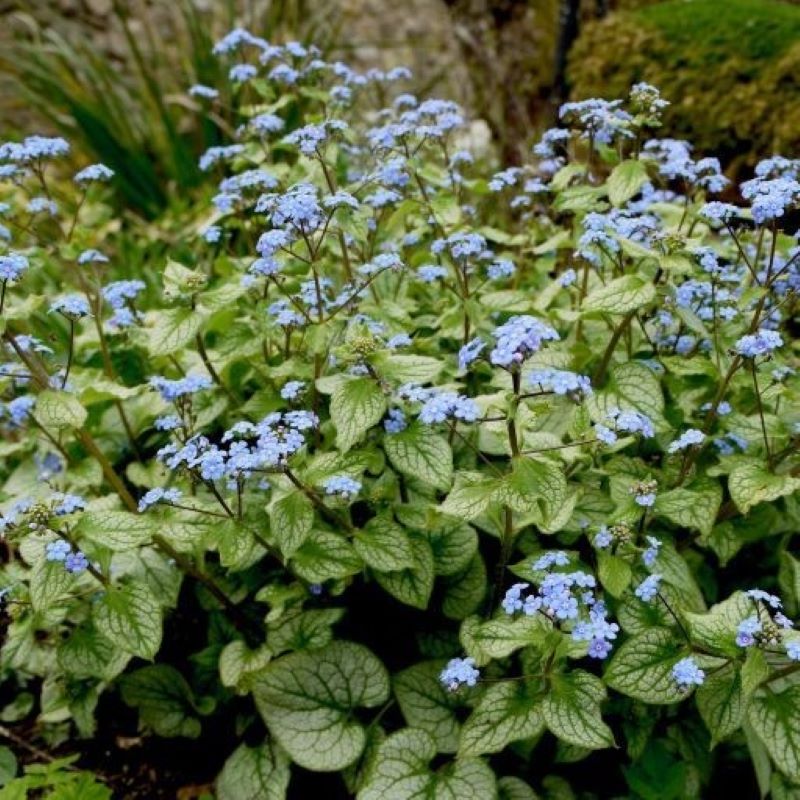 BRUNNERA JACK FROST