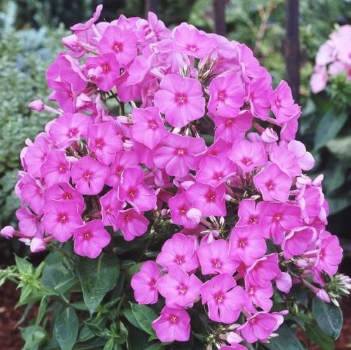 PHLOX PINK FLAME