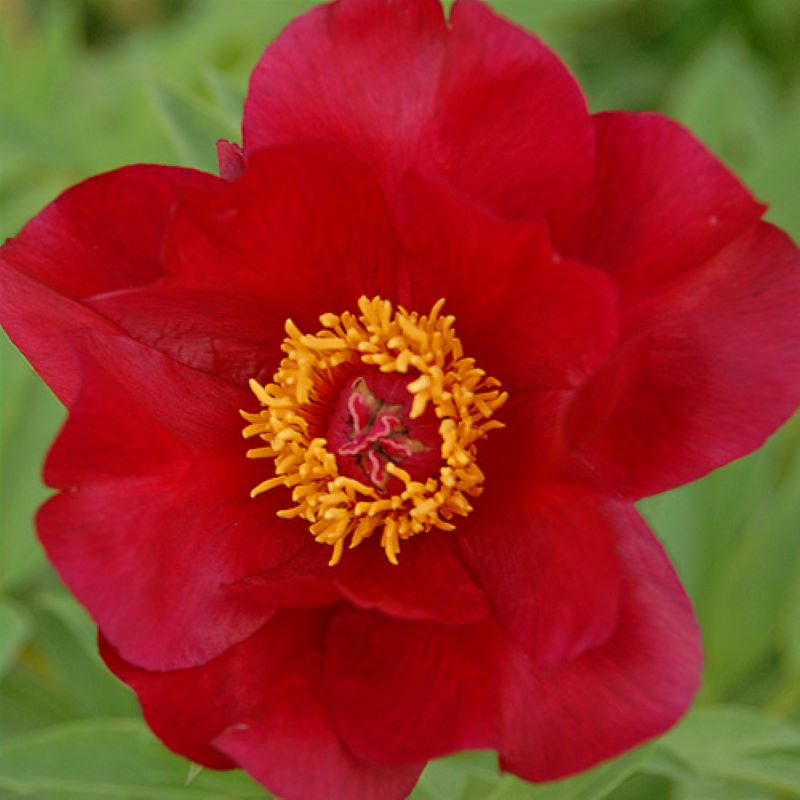 PAEONIA SCARLET HEAVEN