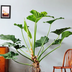PHILODENDRON GIGANTEUM