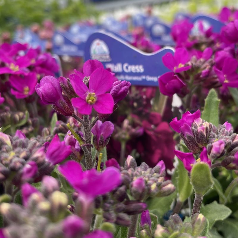 ARABIS BARRANCA DEEP ROSE