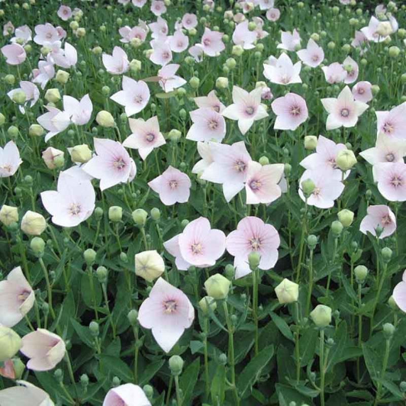 PLATYCODON ASTRA PINK