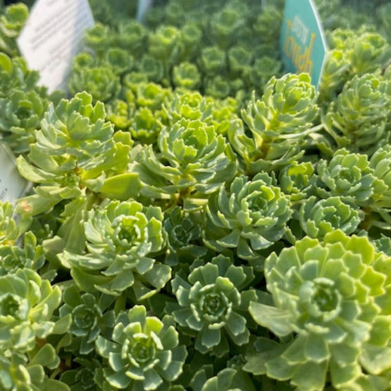 ☆。.:*Rhodiola pachyclados☆。.:* RHODIOLA PACHYCLADOS – Knippel Garden Centre