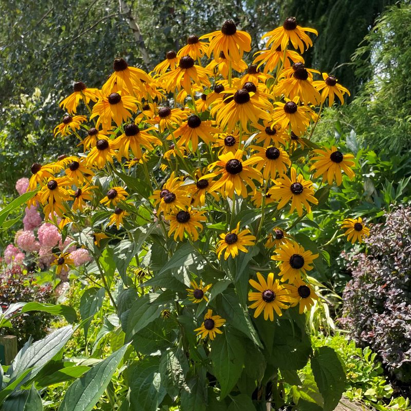 RUDBECKIA GOLDSTURM Knippel Garden Centre rudbeckia-goldsturm-knippel-garden-centre