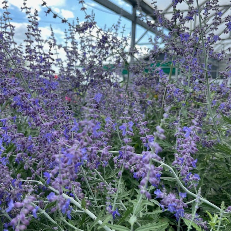 Landscaping Flower Seeds 50 Russian Perovskia Atriplicifolia landscaping-flower-seeds-50-russian-perovskia-atriplicifolia