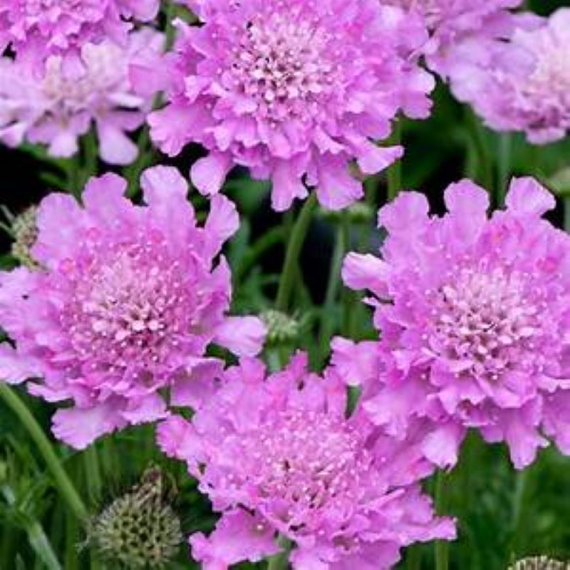 SCABIOSA FLUTTER ROSE PINK – Knippel Garden Centre