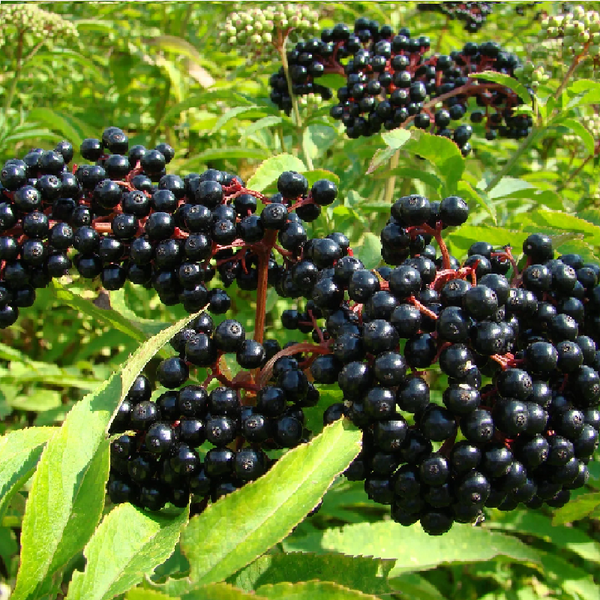 ELDERBERRY SCOTIA