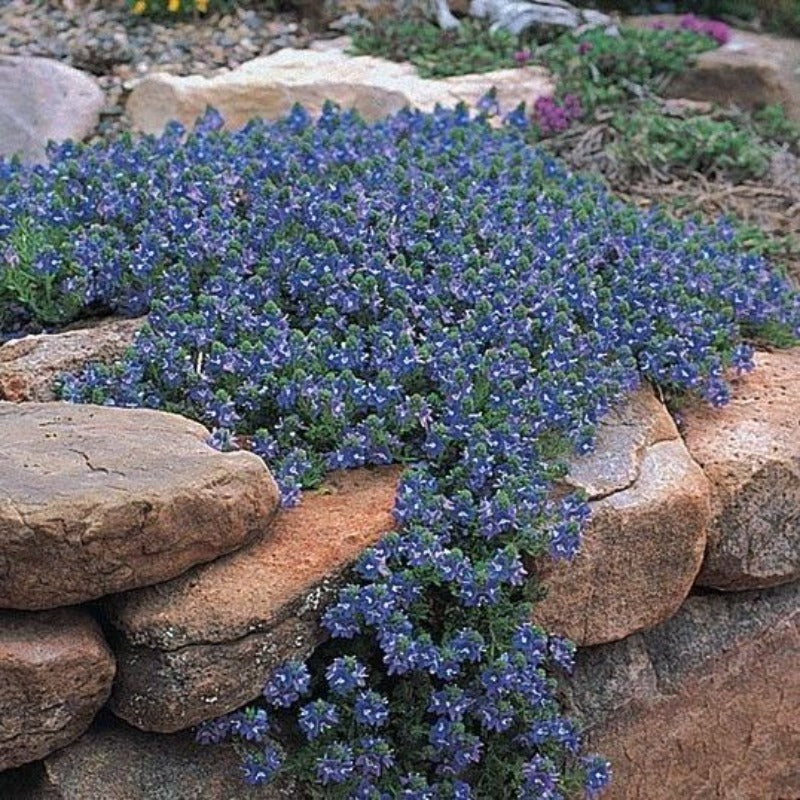 WOOLLY SPEEDWELL