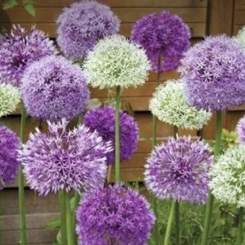 ALLIUM ORNAMENTAL ONE MIX