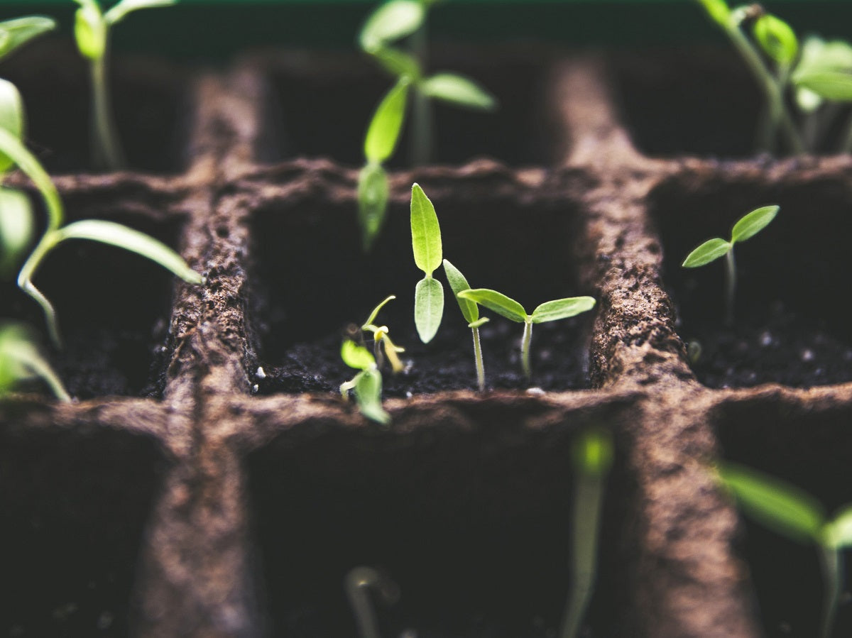 Our Products – Knippel Garden Centre