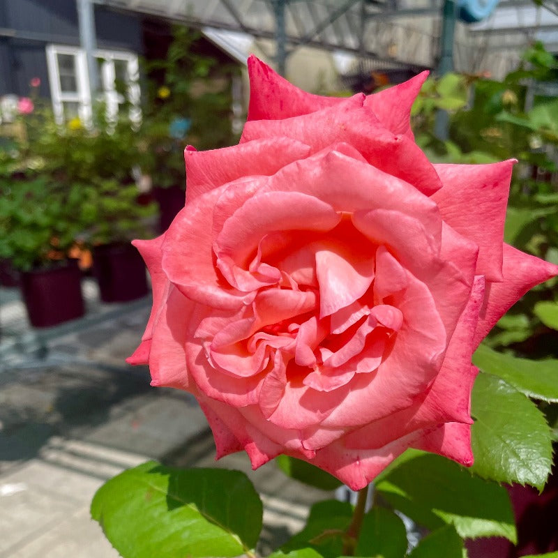 ROSE HYBRID TEA SHEER ELEGANCE