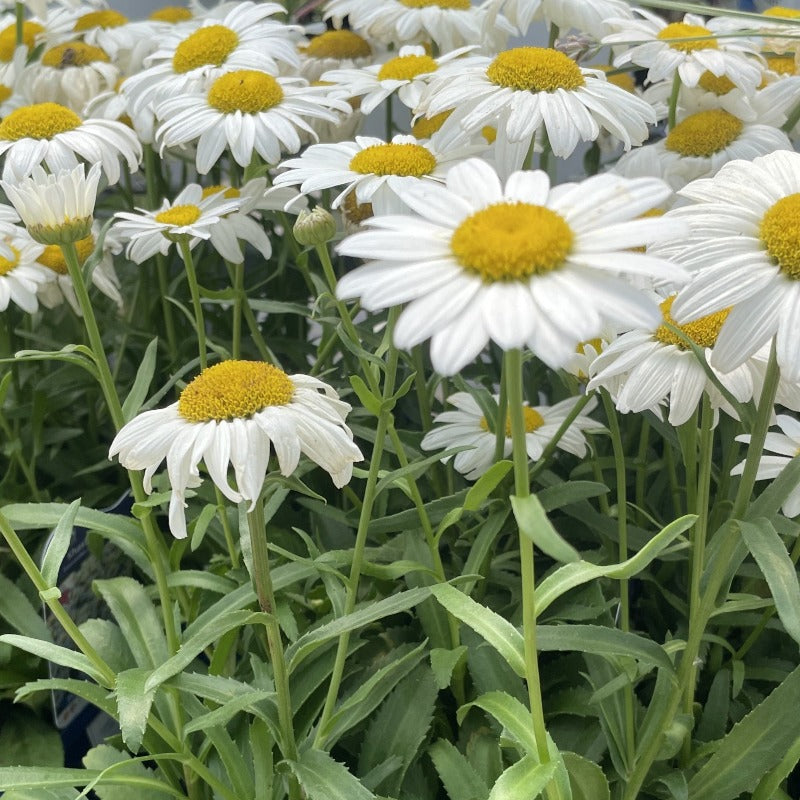 LEUCANTHEMUM SNOWCAP – Knippel Garden Centre