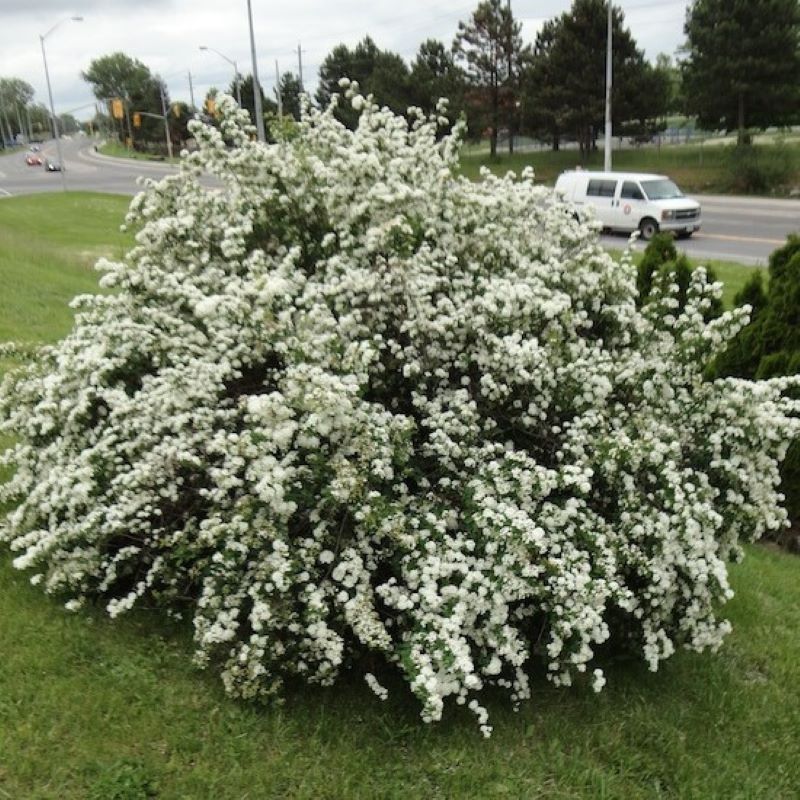 SPIREA VANHOUTTEI