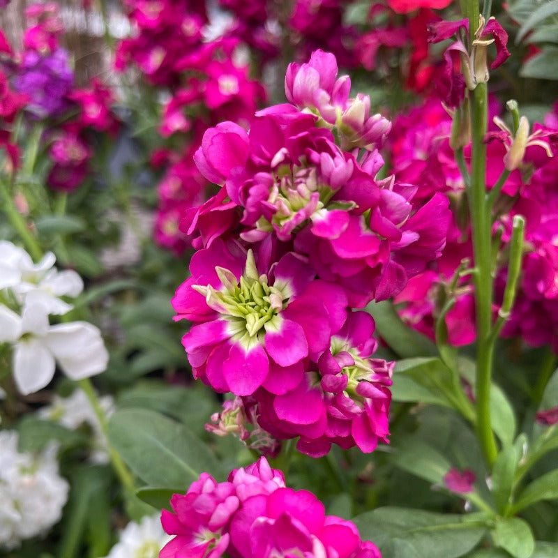 Night-Scented Stock - Pink