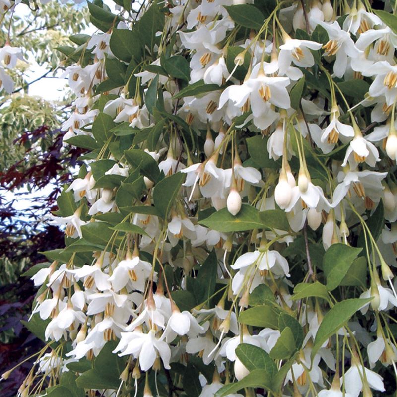 JAPANESE SNOWBELL NO GUARANTEE