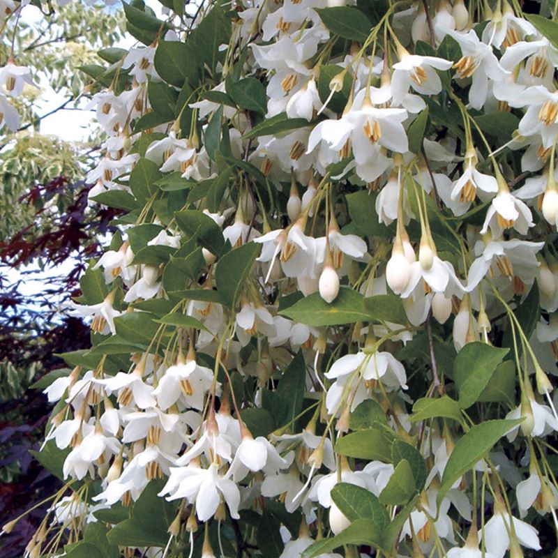 JAPANESE SNOWBELL NO GUARANTEE – Knippel Garden Centre