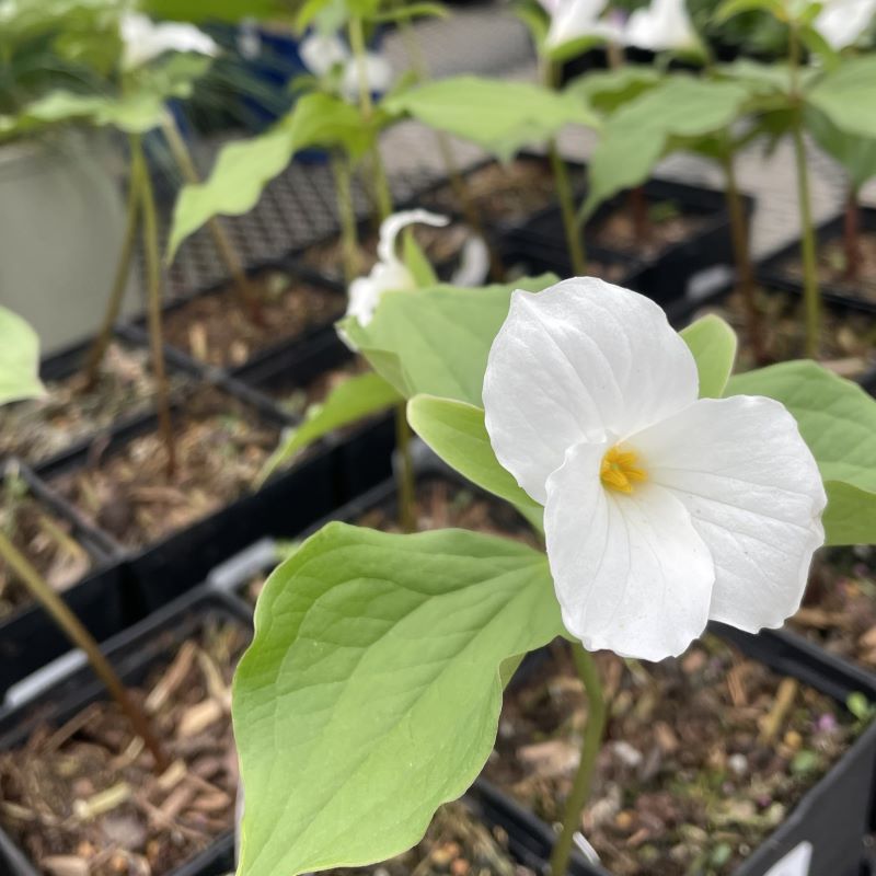 TRILLIUM GRANDIFLORUM