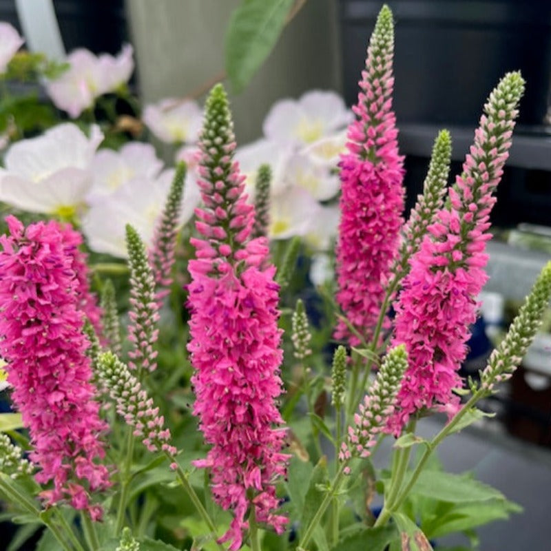 VERONICA BUBBLEGUM CANDLES – Knippel Garden Centre