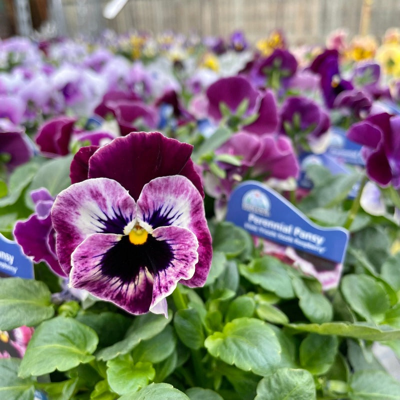 VIOLA FRIZZLE SIZZLE RASPBERRY – Knippel Garden Centre