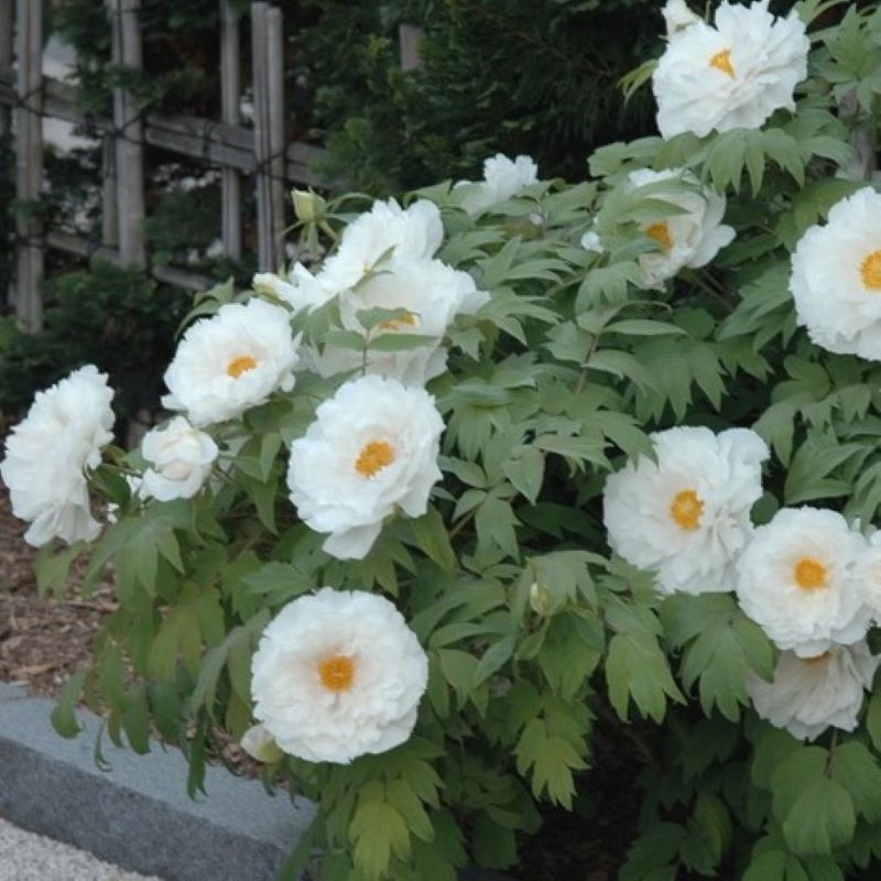 PAEONIA SUFFRUTICOSA WHITE