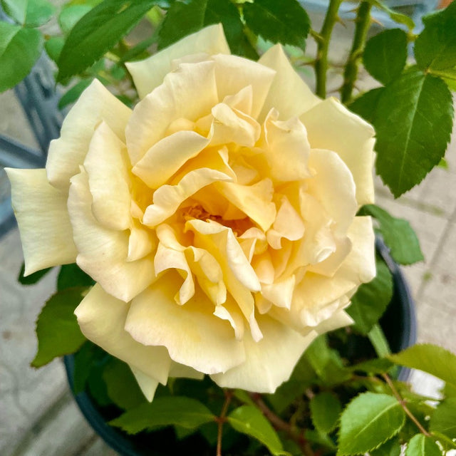 Wintering Tea Roses ROSE HYBRID TEA WINTER SUN – Knippel Garden Centre
