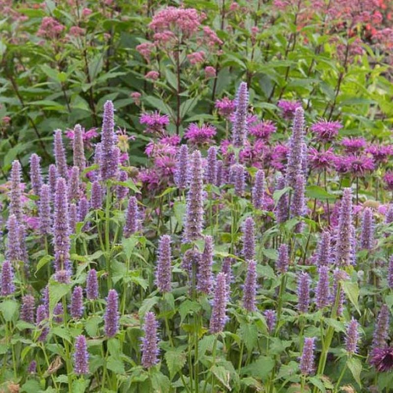 AGASTACHE FOENICULUM – Knippel Garden Centre