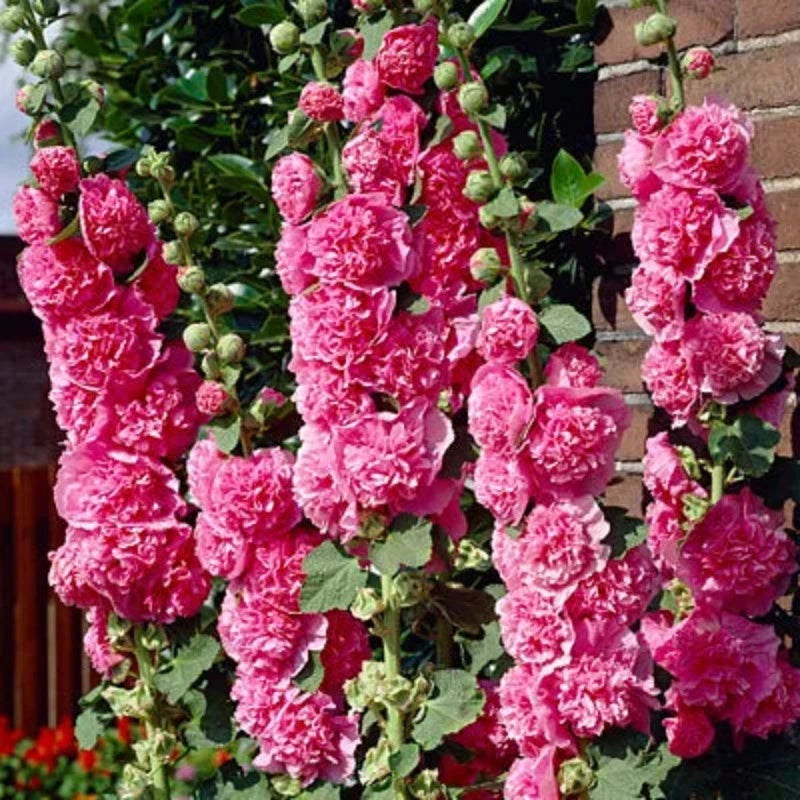 ALCEA CHATER'S DOUBLE PINK