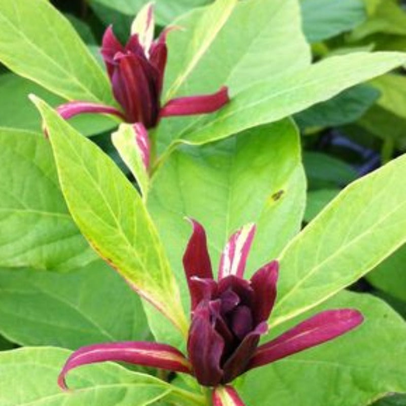 CAROLINA ALLSPICE