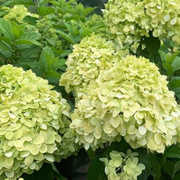 HYDRANGEA AMIGO PRECIOSO